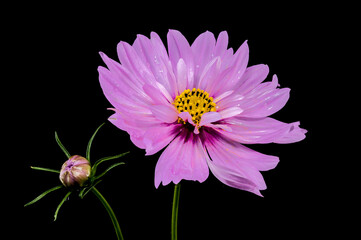 blooming pink cosmos on a black background