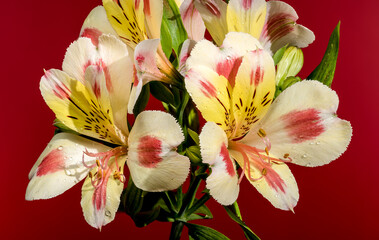 Wall Mural - Blooming white-pink Alstroemeria Rebecca on a red background