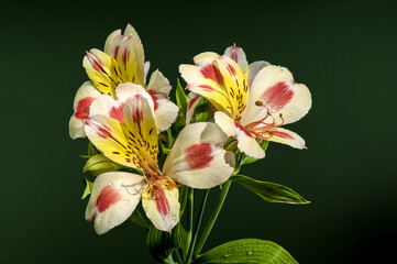 Wall Mural - Blooming white-pink Alstroemeria Rebecca on a green background