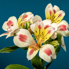 Wall Mural - Blooming white-pink Alstroemeria Rebecca on a blue background