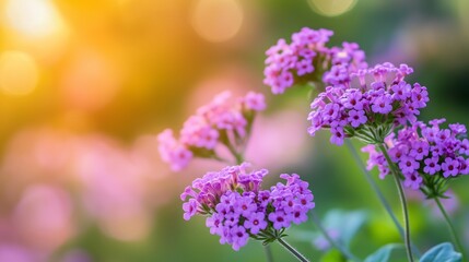 Poster - Beautiful clusters of purple flowers blooming in a garden during sunset, creating a serene and colorful atmosphere