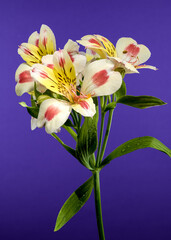 Wall Mural - Blooming white-pink Alstroemeria Rebecca on a purple background