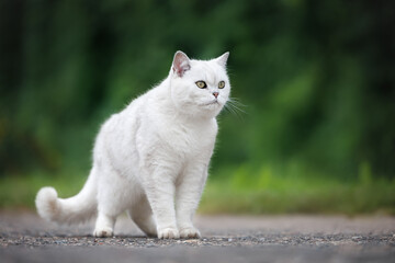 Wall Mural - british shorthair cat posing outdoors