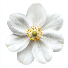 Wall Mural - White flower isolated on white background