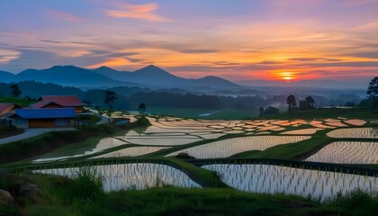 Wall Mural - Golden hues of sunset illuminating lush rice fields nestled in rolling hills