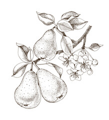 Pear tree branch hand drawn vector