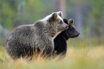 brown bear cubs in the forest scenery at autumn