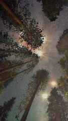 Wall Mural - alien spaceship above the forest trees at night. vertical design in 9:16 ratio. smartphone and socia