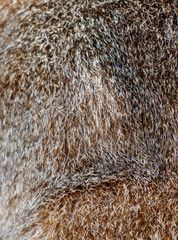 the fur is brown and has a lot of texture