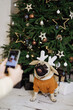 © Westend61 - Hands of woman photographing dog in front of Christmas tree through smart phone