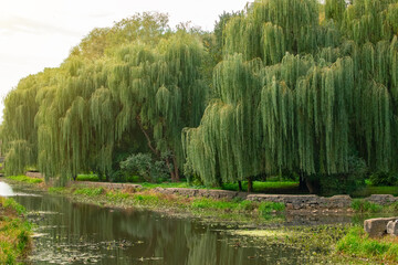 Wall Mural - spring morning park green foliage of willow trees near river water side in sun rise lighting