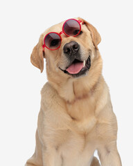 Wall Mural - funny labrador retriever dog with sunglasses sticking out tongue