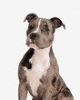 © Viorel Sima - precious american bully puppy sitting and looking forward