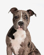 © Viorel Sima - beautiful american bully puppy looking forward and sitting
