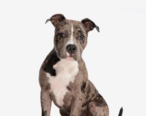 Wall Mural - adorable american bully dog looking at camera and sitting