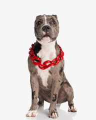 Wall Mural - wary american bully puppy with big red collar being vigilant