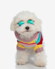 Poster - cool bichon maltese puppy with retro sunglasses wearing knitted clothes