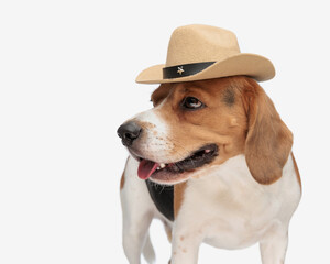 Wall Mural - beautiful beagle dog with cowboy hat looking to side and panting