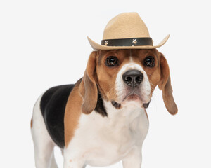 Wall Mural - adorable beagle dog with sheriff hat looking forward and standing