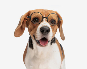 Poster - nerd little beagle puppy with eyeglasses sticking out tongue and panting