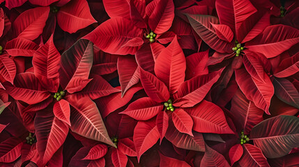 Wall Mural - Abstract background with red Poinsettia leaves. Square composition.