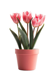 Wall Mural - Pink tulips in pastel pink pot on transparent background