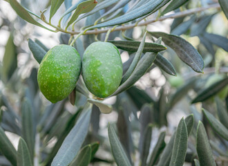 Two unripe olive berries on olive tree. Blurred nature at the background.