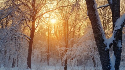 Sticker - Snow-Covered Trees with Sunlight Shining Through in a Winter Forest