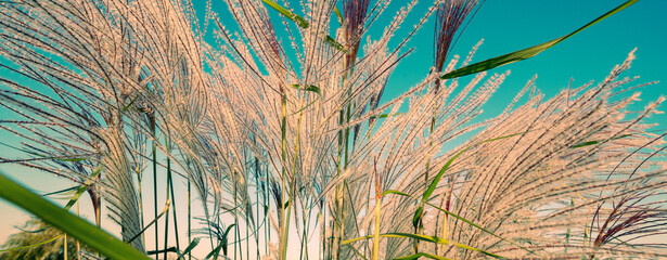 Miscanthus grass in a field against a blue sky