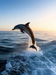 A dolphin is jumping out of the water