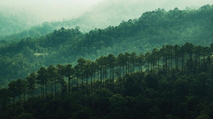 Sticker - Lush Green Forested Hills in Morning Mist