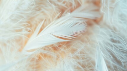 Poster - Delicate white feathers create a serene composition, gently layered on a soft background, catching soft natural light beautifully