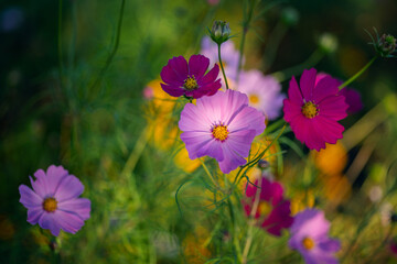 Cosmos flowers in the garden. Selective focus.