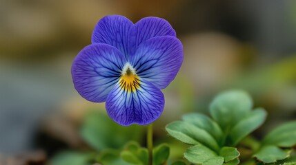 Poster - A vibrant purple flower with intricate patterns blooming in a lush green garden during springtime