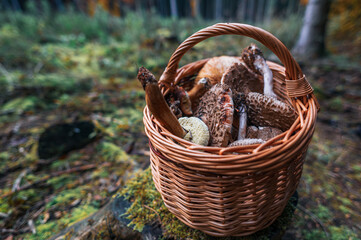 Wicker Basket Filled with Edible Mushrooms Collected from the Forest