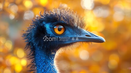 A close-up portrait of a large flightless bird with a long neck, big eyes, and a hard beak