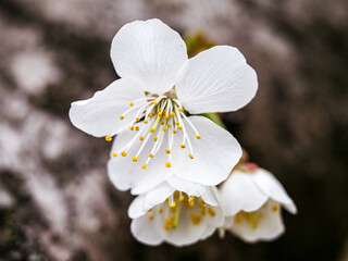 white flowers in the spring