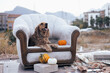 © Alina - A cozy dog relaxing on a vintage armchair with decorative pumpkins in an outdoor setting