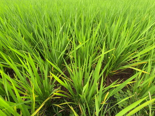 close-up of a young rice tree