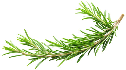 fresh green rosemary branch and rosemary leaf isolated on a transparent background
