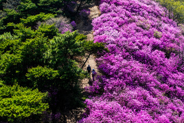 Yeosu-si, Jeollanam-do, South Korea - April 3, 2018: Aerial view of two hikers walking a trail between pink azalea habitat on the hill of Yeongchwisan Mt