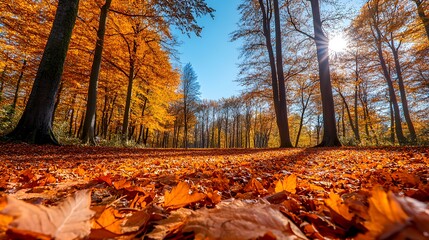 Sticker - Low angle view of a forest path covered in autumn leaves, with sunlight shining through the trees.