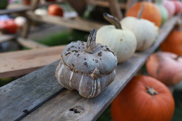 Gray pumpkin with warts in the shape of a pot. Pumpkin consisting of two parts. Unusual shape and color of the berry. Inedible gray pumpkin.