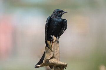 Black Drongo close-up shot. The Black drongo (Dicrurus macrocercus) is a small Asian passerine bird known for its aggressive behavior towards much larger birds that invade its territory.