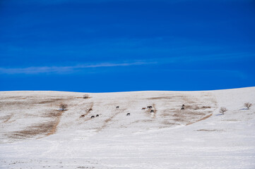 Wall Mural - Winter landscape with a herd of horses grazing on snowy slopes in the steppes of Kazakhstan