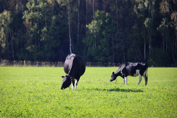 Two cows graze in a meadow near the forest.