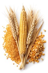 Dry ears of wheat and cob of corn with grain isolated on white background