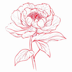 Wall Mural - Simple Elegant line drawing of a pretty peony flower, outline drawing, vector line drawing of peony flower