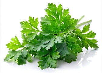 Fresh green parsley leaves isolated on white background