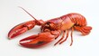 © Pannin - A whole lobster set against a white background, focusing on its fresh appearance, ideal for gourmet meals or seafood promotions.